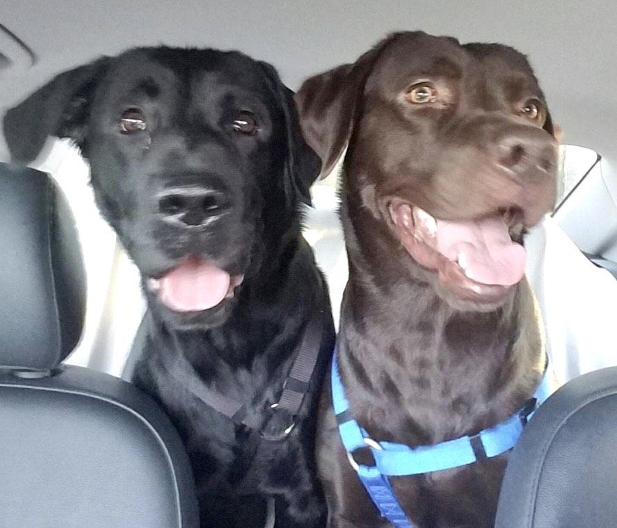 x-petsoftheweek010920-3-vaderchewie.jpeg